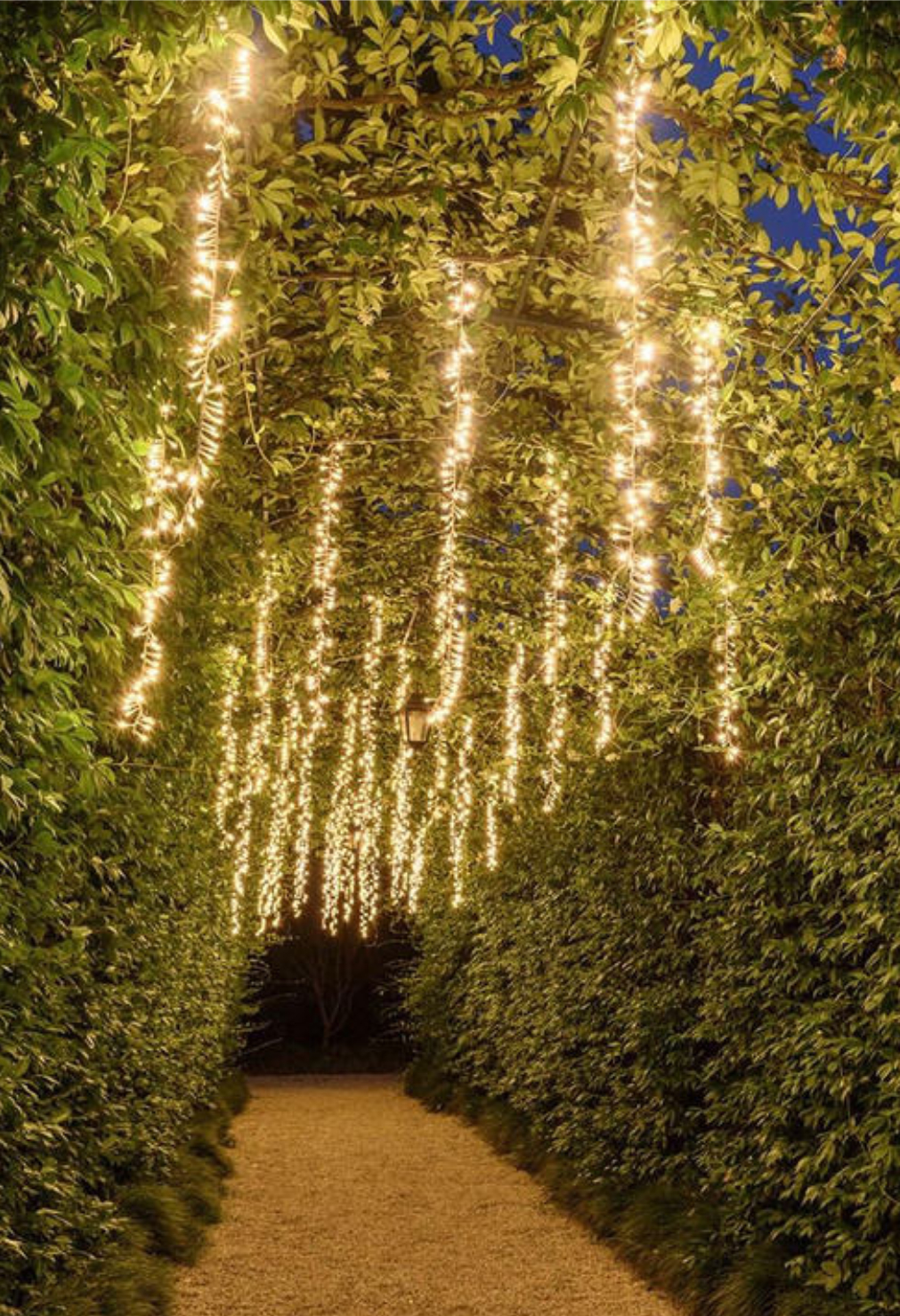 Grappoli di Luce alberi
